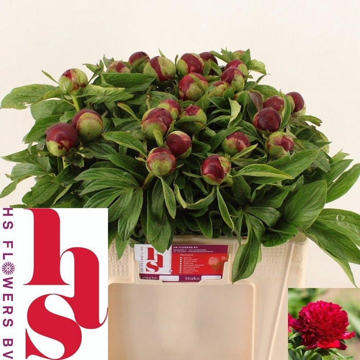 <h4>PAEO RED CHARM</h4>