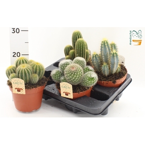 CACTUS GEM