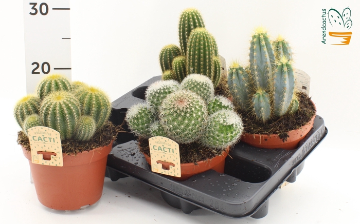 <h4>CACTUS GEM</h4>