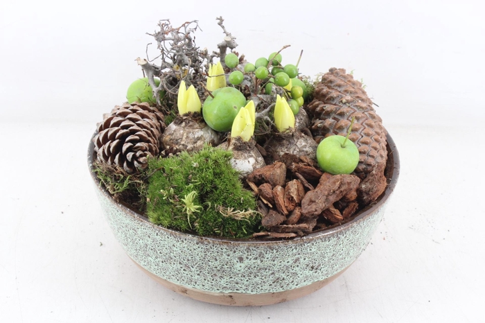 <h4>arr4 Hyacint MB - Ker. luxe schaal L 338/2</h4>