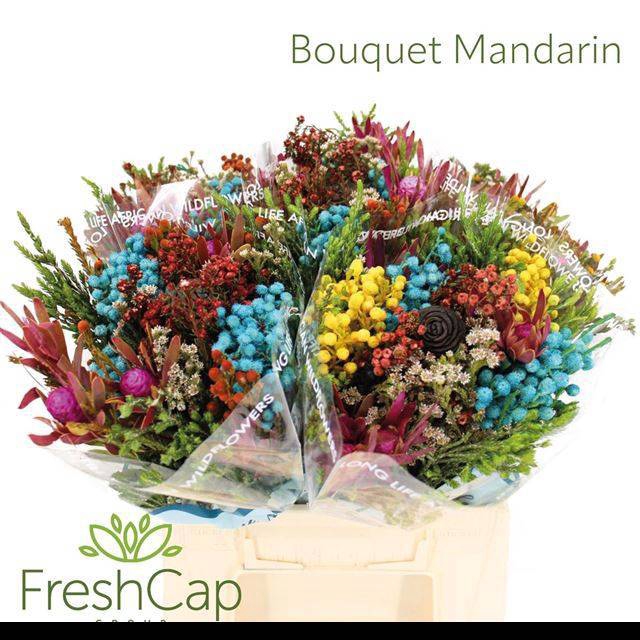 <h4>KAAPS GROE GEM IN BS</h4>