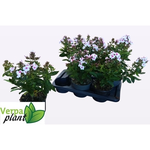 PHLOX P FAMOUS W EYE