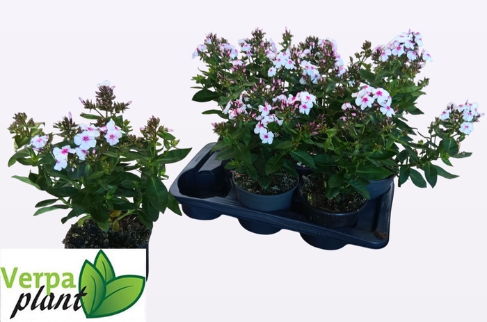 <h4>PHLOX P FAMOUS W EYE</h4>