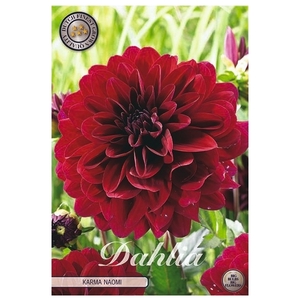 dahlia karma naomi x 1 l