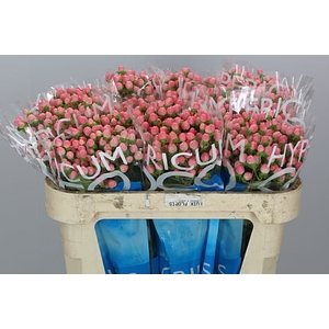 Hyp Coco Casino 70cm