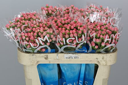 <h4>Hyp Coco Casino 70cm</h4>