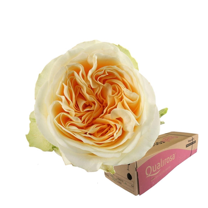 <h4>R Gr Buttercup -in box</h4>