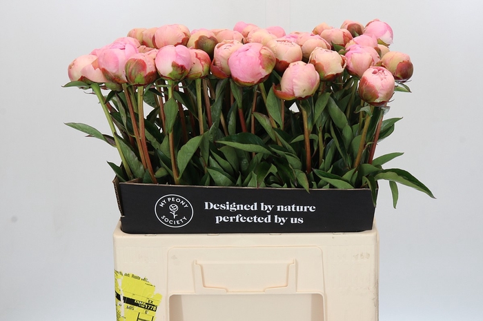 <h4>Paeonia Albert Crousse</h4>