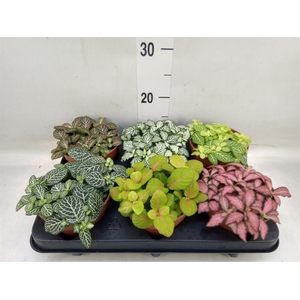 Fittonia   ...mix
