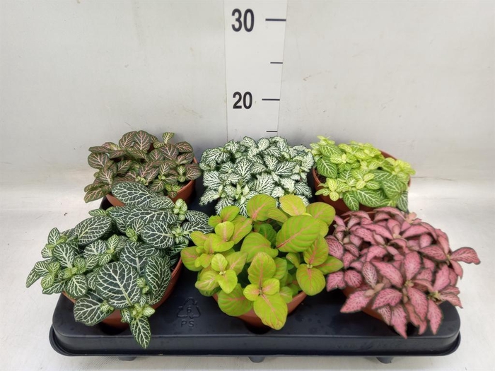 <h4>Fittonia   ...mix</h4>