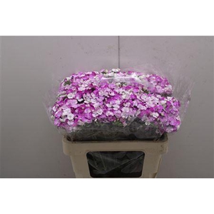 Di Barb Neon Rose Magic 55