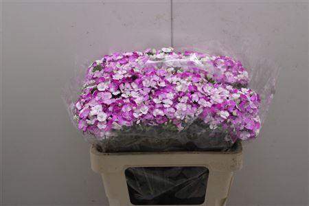 <h4>Di Barb Neon Rose Magic 55</h4>