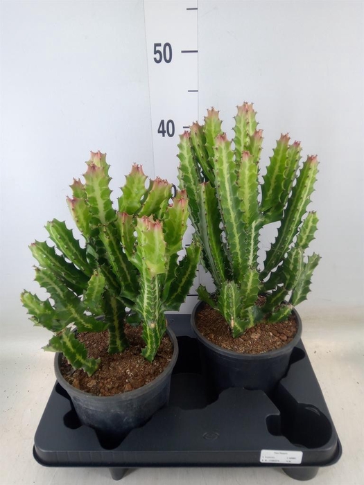 <h4>Euphorbia lactea</h4>
