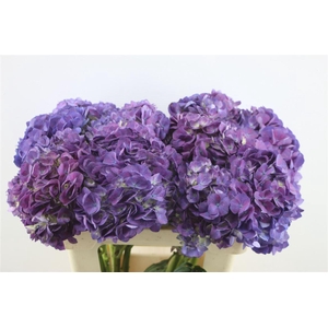 Hydr. M Beauty Berry 60-20