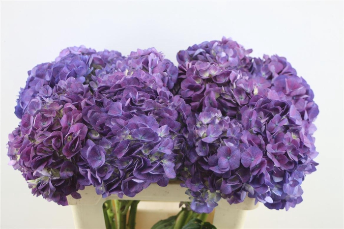 <h4>Hydr. M Beauty Berry 60-20</h4>