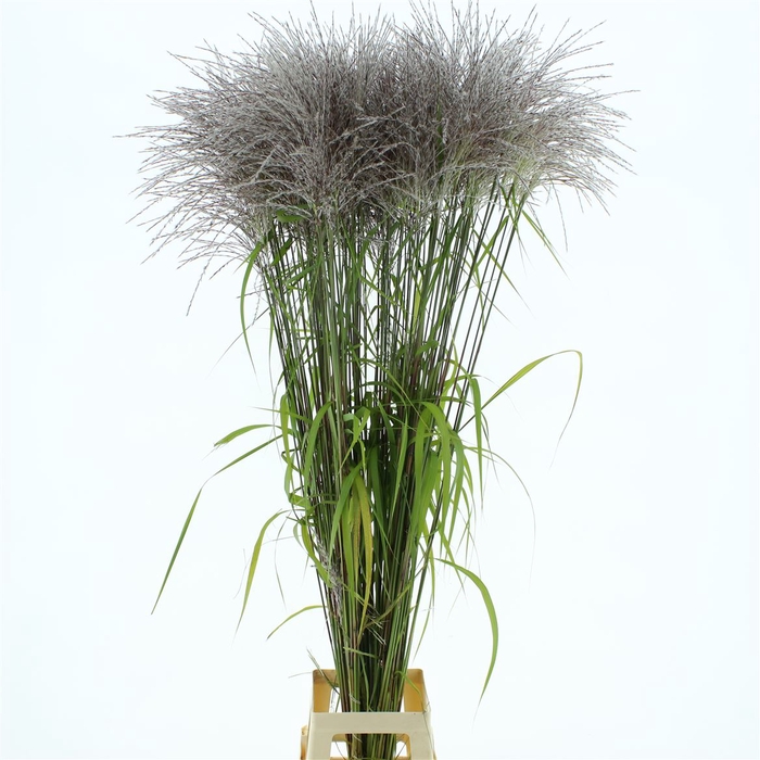 Miscanthus Memory Light Pink