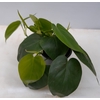 PHILODENDRON SCANDENS P12