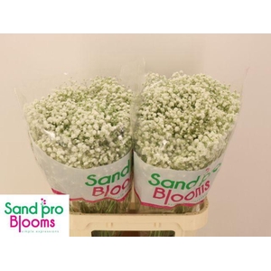 Gypsophila klb New Pink
