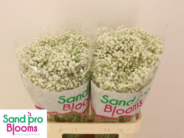 <h4>Gypsophila klb New Pink</h4>