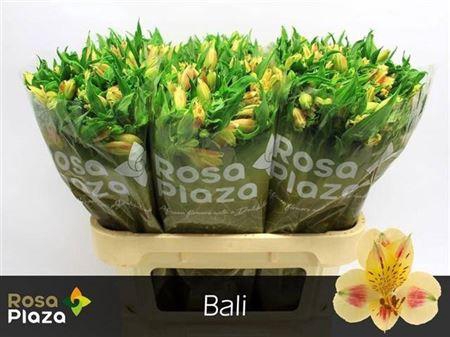 <h4>Alstroemeria Bali</h4>