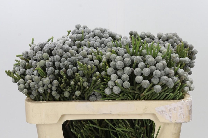 <h4>Kaaps Groen Silver Brunia</h4>