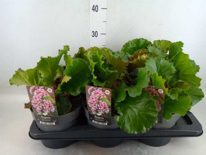 <h4>Bergenia   ...</h4>