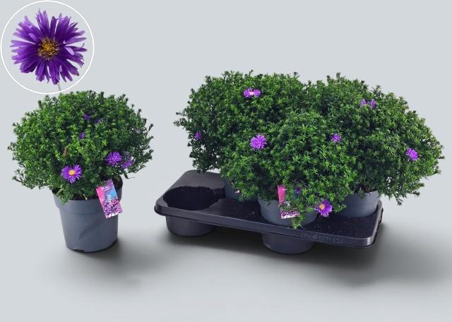 <h4>ASTER D AL D PURP LA</h4>