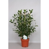 Ficus Mi Moclame Rek