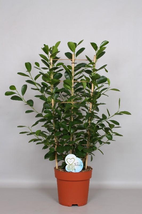 <h4>Ficus Mi Moclame Rek</h4>