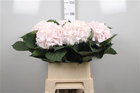 <h4>Hydr M Sw Verena</h4>