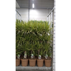 Dracaena marg. 'Sunray'