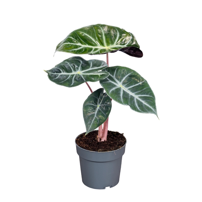 <h4>Alocasia Pink Dragon 14cm</h4>