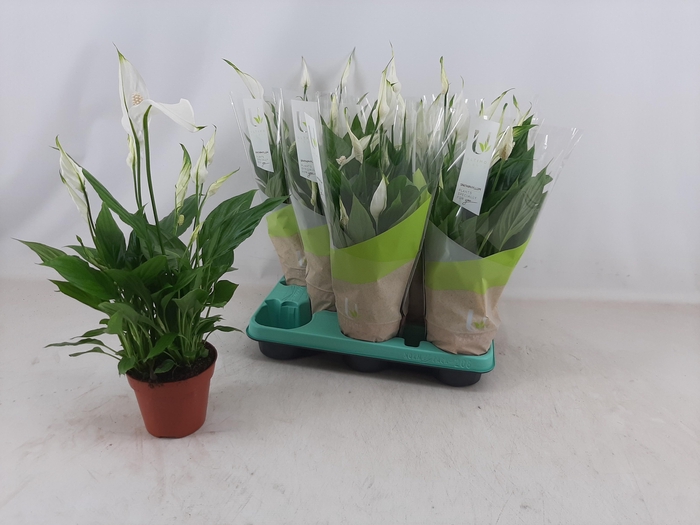 <h4>SPATH TORELLI</h4>