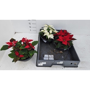 EUPHOR PULCHERRIM OV