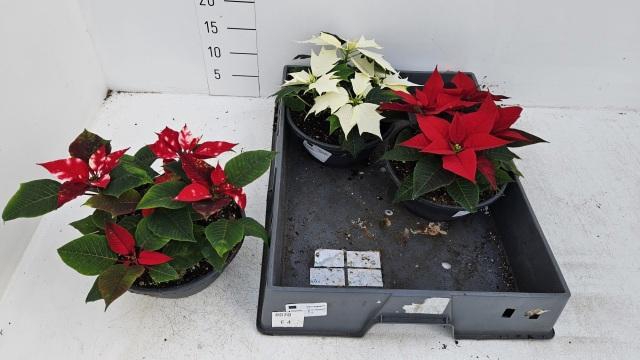 <h4>EUPHOR PULCHERRIM OV</h4>