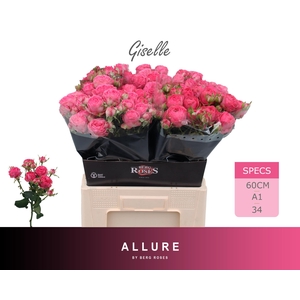 R TR GISELLE ALLURE 60 cm
