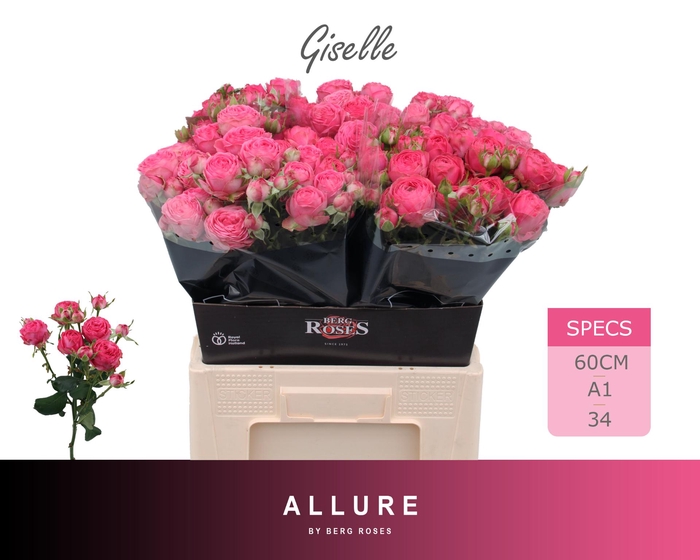 <h4>R TR GISELLE ALLURE 60 cm</h4>