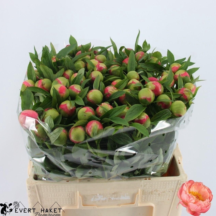 <h4>PAEO CORAL CHARM</h4>