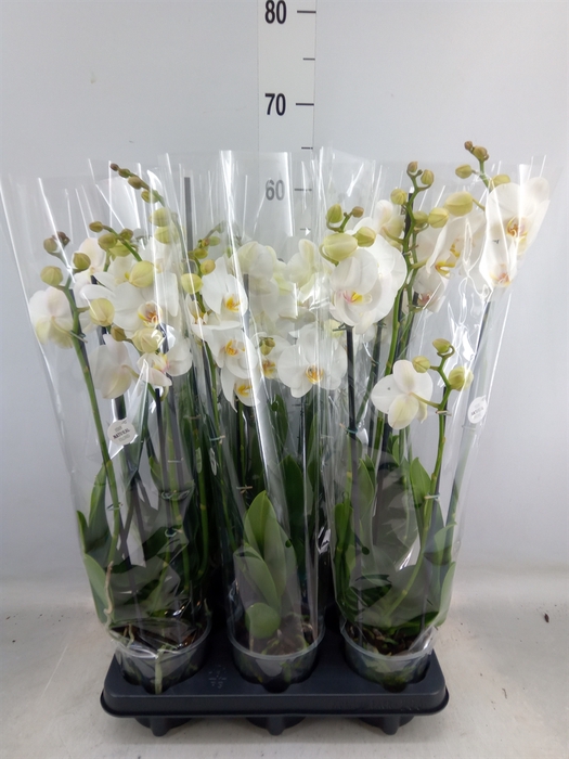 <h4>Phalaenopsis   ...white</h4>