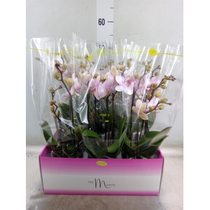 Phalaenopsis multi.   ...rose