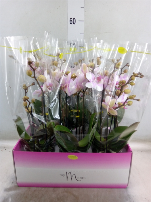 <h4>Phalaenopsis multi.   ...rose</h4>