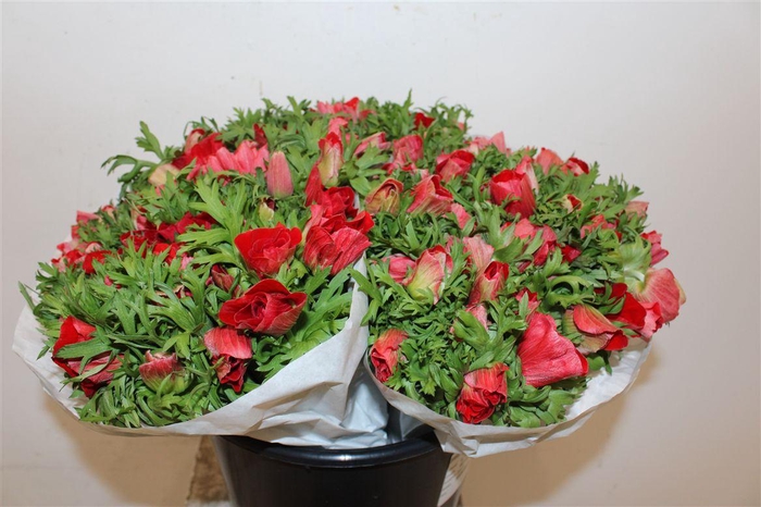 <h4>Anem Marianne Red</h4>