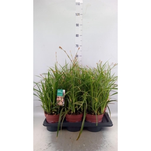 Carex morrowii 'Ice Dance'