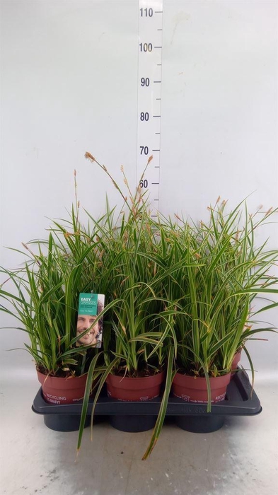 <h4>Carex morrowii 'Ice Dance'</h4>