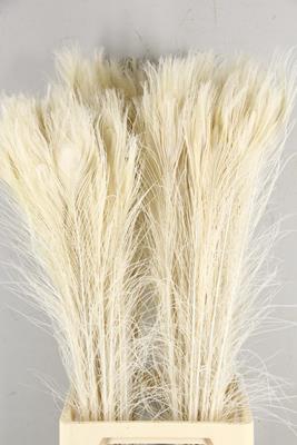 <h4>Feather Peacock Bleach 90cm</h4>