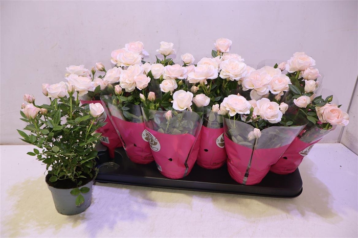 <h4>Ro Champagne Star</h4>