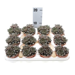 Echeveria purpusorum