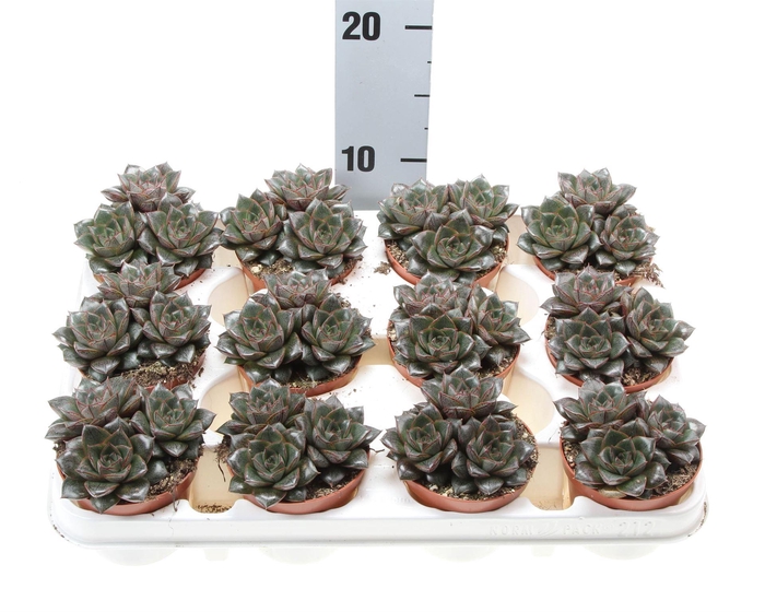 <h4>Echeveria purpusorum</h4>