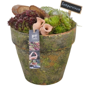 PTS7406 Arrangement Sempervivum in terracotta pot