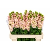 Matthiola Iron Apricot